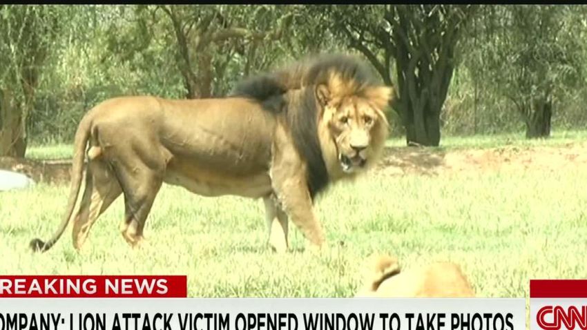 south africa lion attack sot ac_00000708.jpg