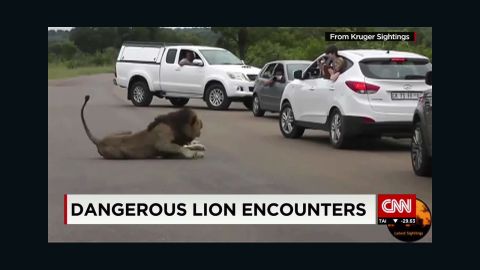 tourist lion attack