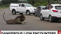 dangerous lion encounters tuchman pkg_00015416.jpg