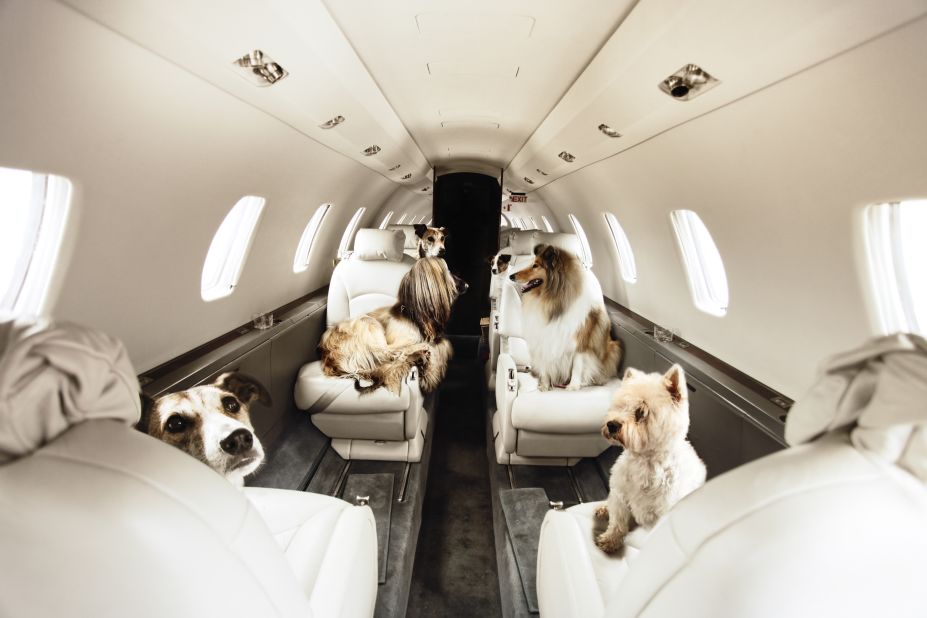 Pets can come along for the ride on Victor's charter flights. Their "Furs Class" service aims to reduce the stress animals face in the hold.