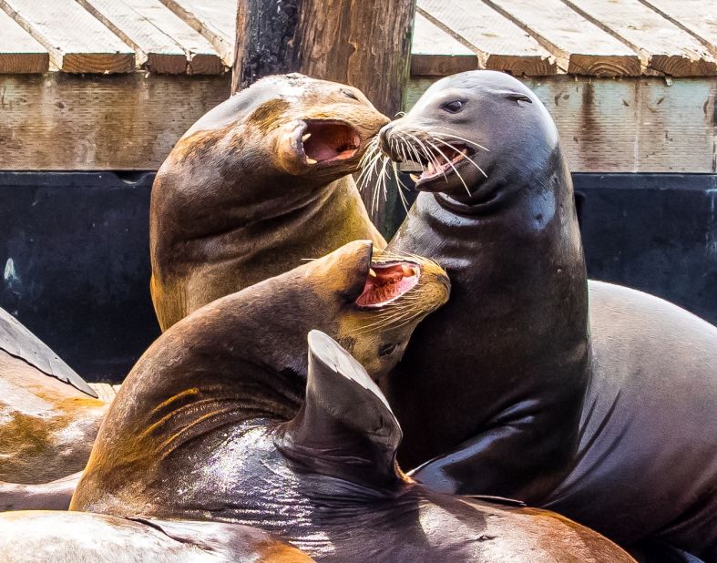 Playful <a href="http://ireport.cnn.com/docs/DOC-1228541">sea lions</a> show off for crowds at Fisherman's Wharf.