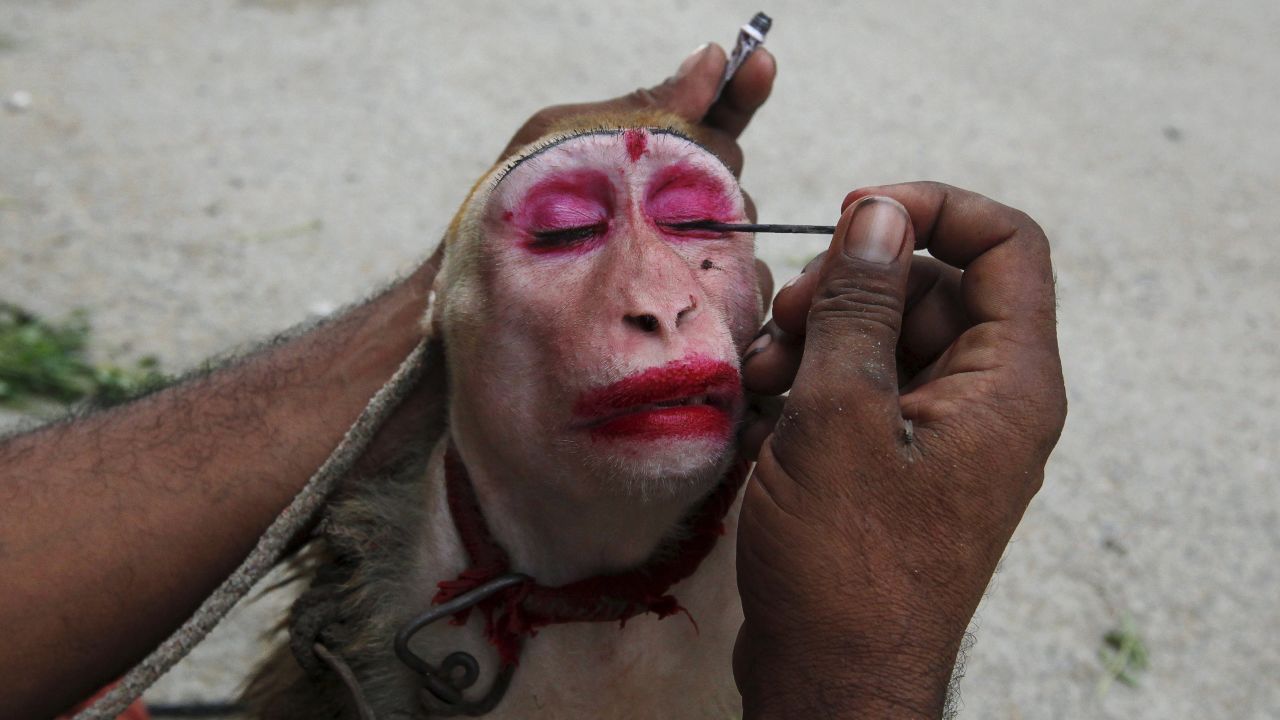 A man applies makeup to his pet monkey, Gulabo, before it performed tricks for money in Karachi, Pakistan, on Sunday, May 31. 