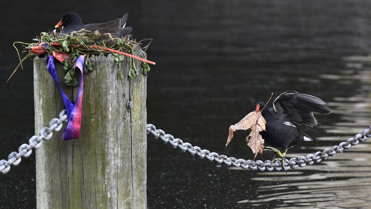 A moorhen walks on a chain while carrying building materials for its partner's nest near the Serpentine Lake in London on Monday, June 1.