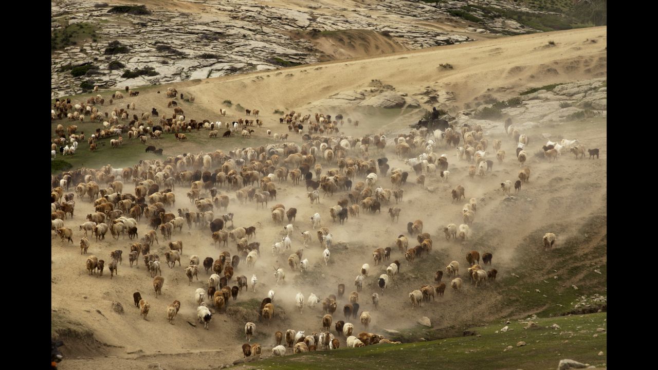 Cattle, sheep and goats are led to summer pastures at a mountainous region in Altay Prefecture, China, on Sunday, May 31.