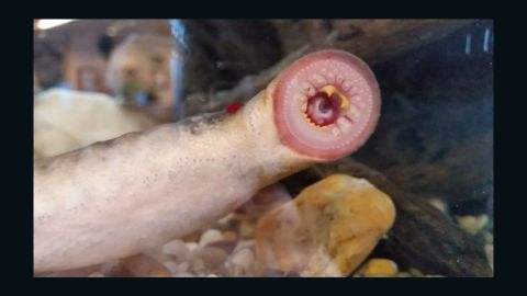 Lampreys are fish but seem eel-like in appearance.