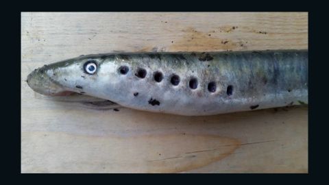 Holes in the fish's side may have been made by birds.