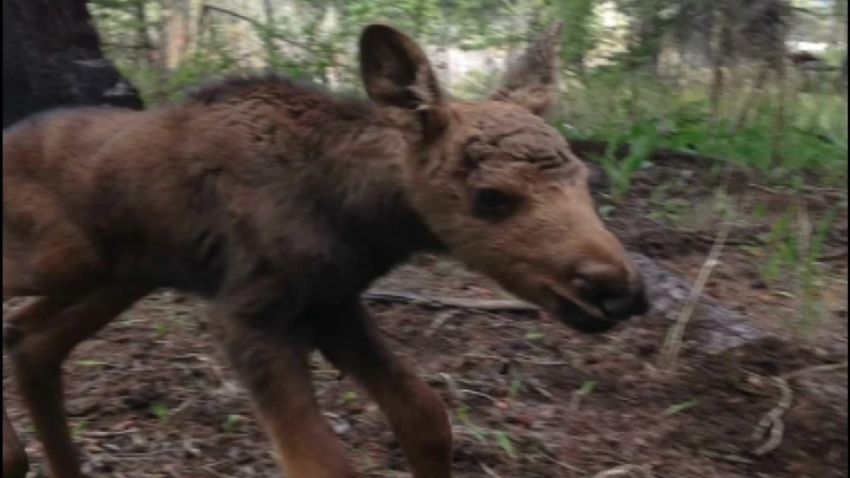 baby moose killed after found woods pkg_00011514.jpg