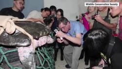 China Yangtze turtle extinction ORIG_00004323.jpg