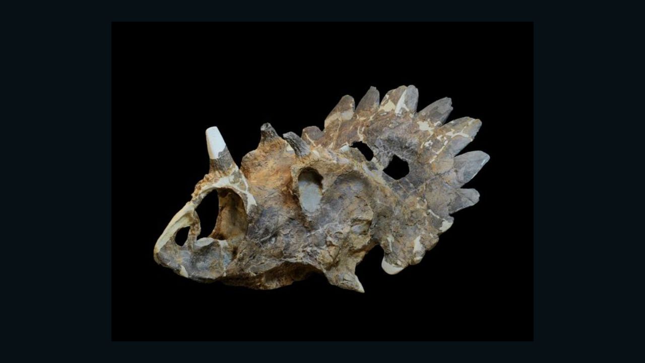 The skull of the new horned dinosaur Regaliceratops peterhewsi in oblique view.
