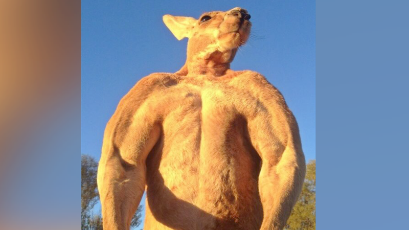 muscle kangaroo