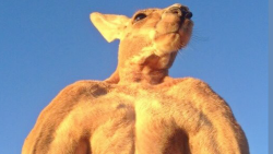 200-pound ripped kangaroo crushes metal