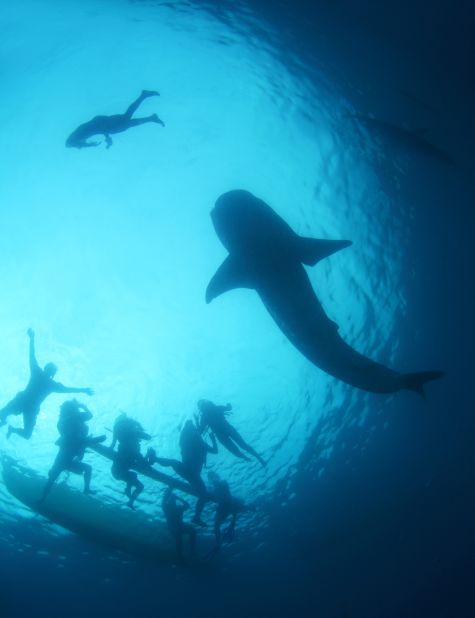 Swimmers must stay four feet away from whale sharks. Touching one could result in a $56 fine. Swimmers must wash off sunscreen before entering the water to keep it pollutant-free.