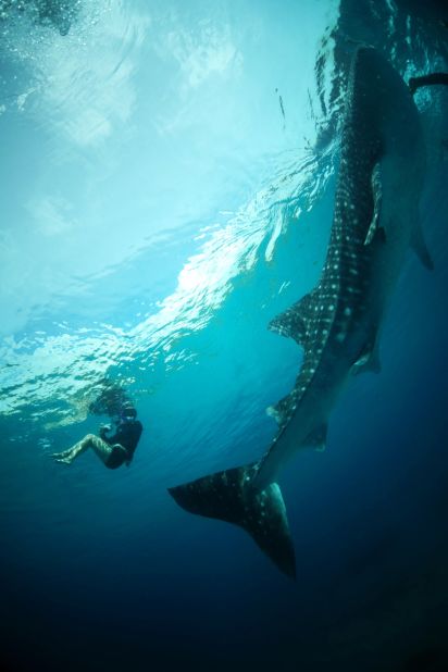 The whale shark's tail alone is the length of a person. One swipe could do some serious damage, but the sea creatures are typically relaxed around humans.