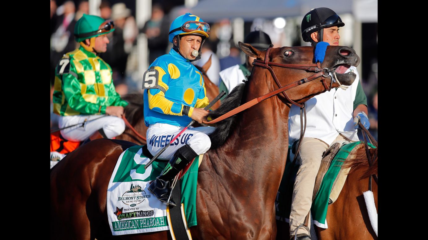 American Pharoah is led to the starting gate ahead of the race. 
