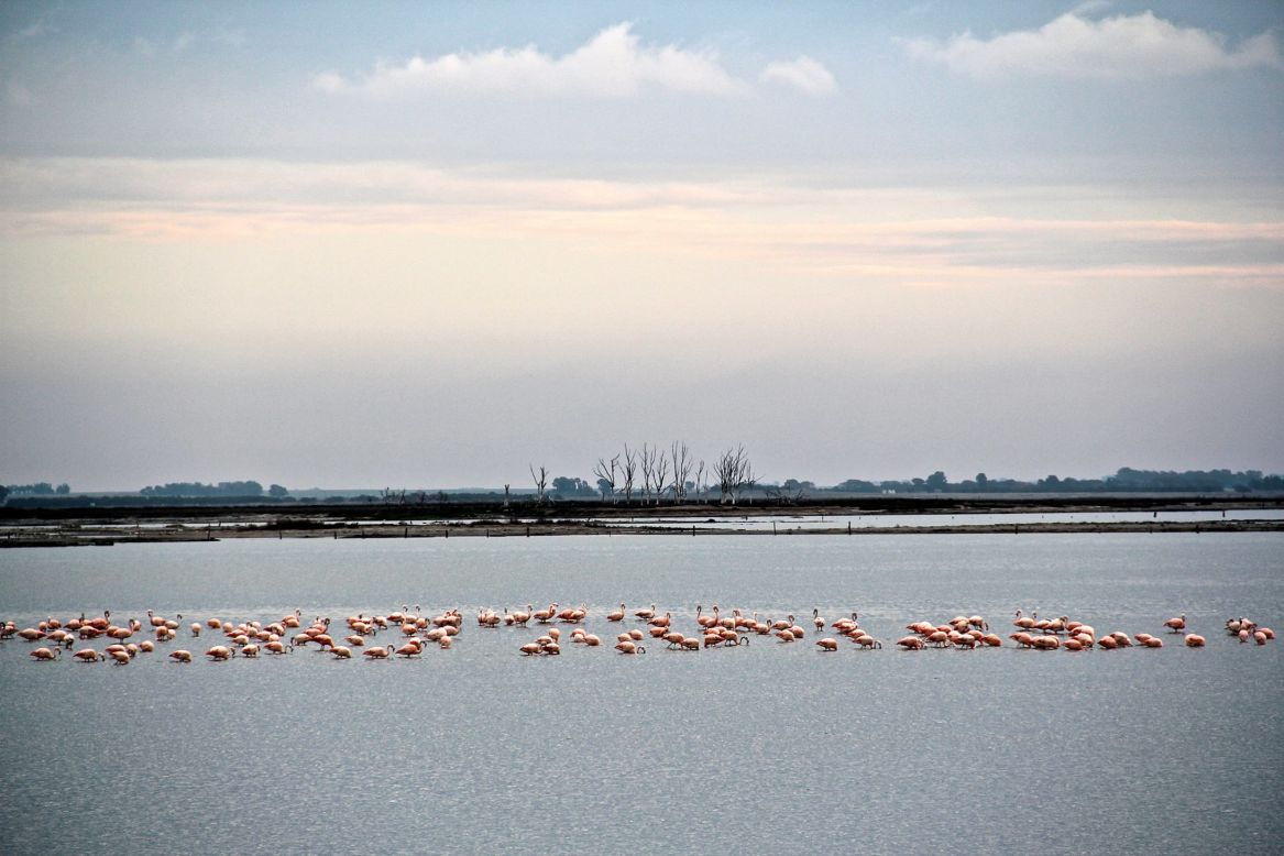 Color is hard to find in the bleached town, but pink flamingos add a touch of life to it. Permanent residents, the flamingos are usually found gathered about a kilometer away from the main city ruins.  