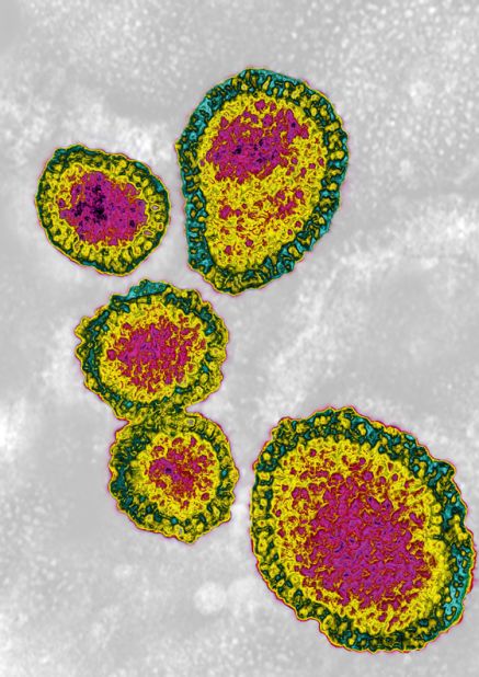 Influenza A viruses can infect humans,pigs, birds and horses. The H1N1 strain caused the Swine flu outbreak of 2009. At the center of each virus is its genetic fingerprint (the ribonucleic acid, pink), surrounded by a protective protein shell (the nucleocapsid, yellow). The enclosing fatty envelope (green) contains two types of protein, haemagglutinin and neuraminidase (the 'H' and 'N' in the strain's codename), the levels of which determine the strain of virus.