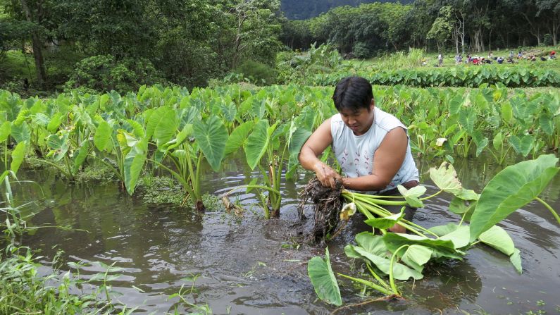 Mark Noguchi farms taro on Oahu. He is second-generation Japanese and a local chef.