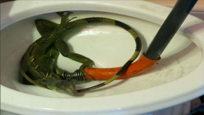 iguana clogs toilet pkg_00004906.jpg