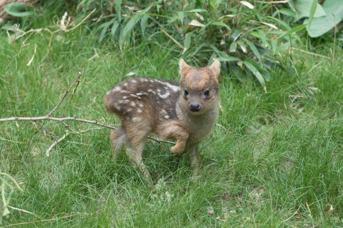 A southern pudu fawn, born in May 2015, walks in its enclosure at the Queens Zoo in New York. The pudu is the world's smallest deer species.