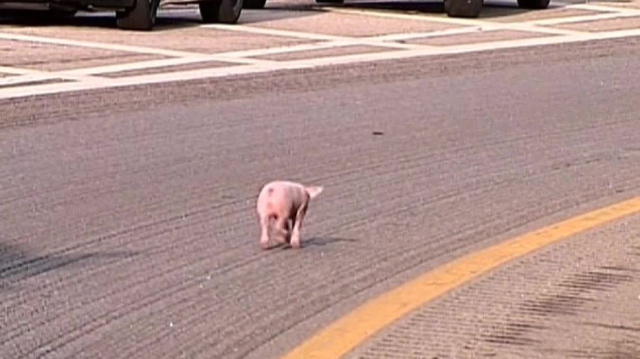 cnnee vo piglets all over hwy _00002207.jpg