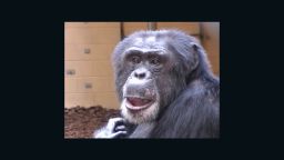 Sherman the chimp took a memory test and got a reward for right answers, but the experiment showed he had a complex thought pattern