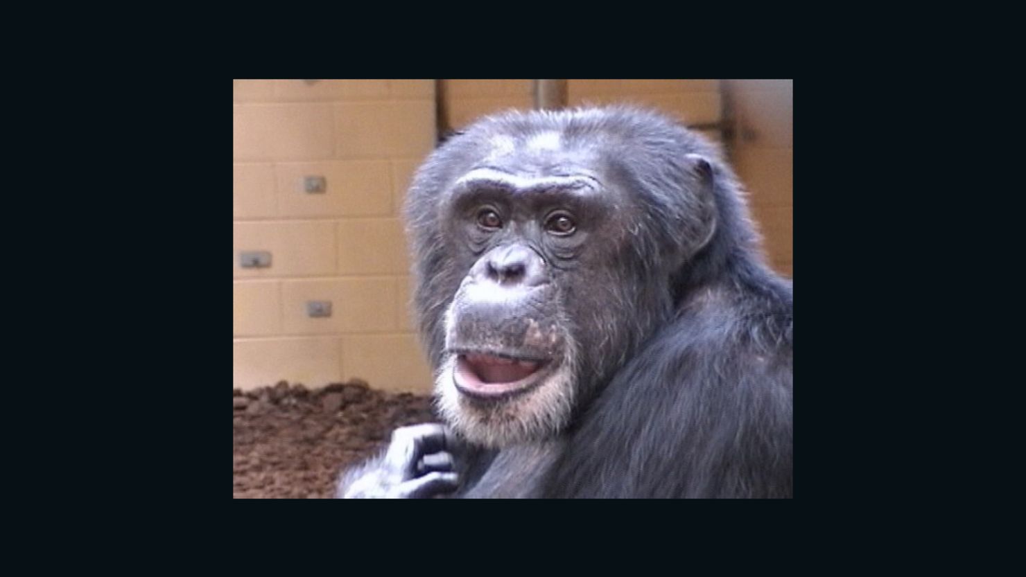 Sherman the chimp took a memory test and got a reward for right answers, and the experiment showed he had a complex thought pattern.