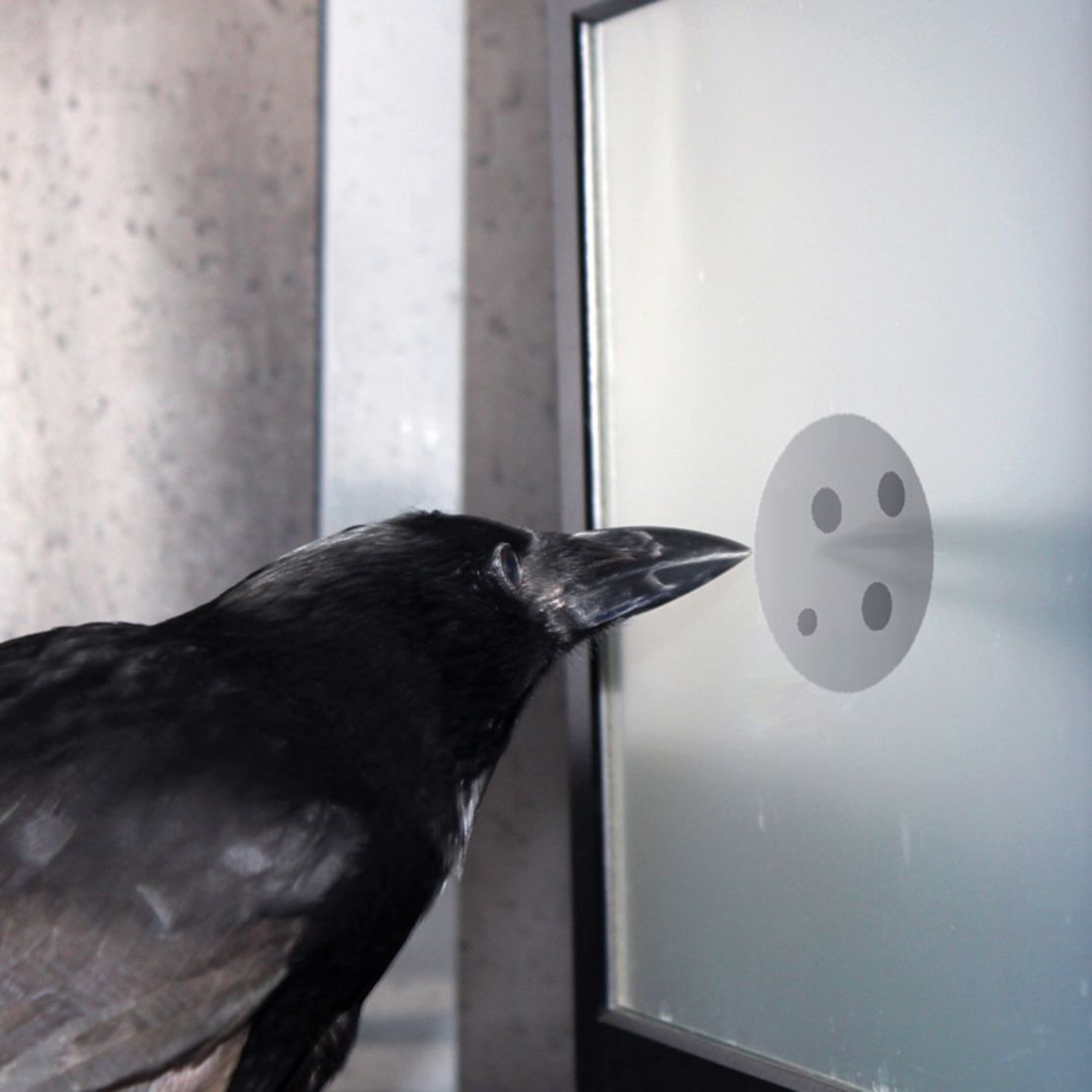 Crows recognize numbers of dots, regardless of size, shape or arrangement, a study says.