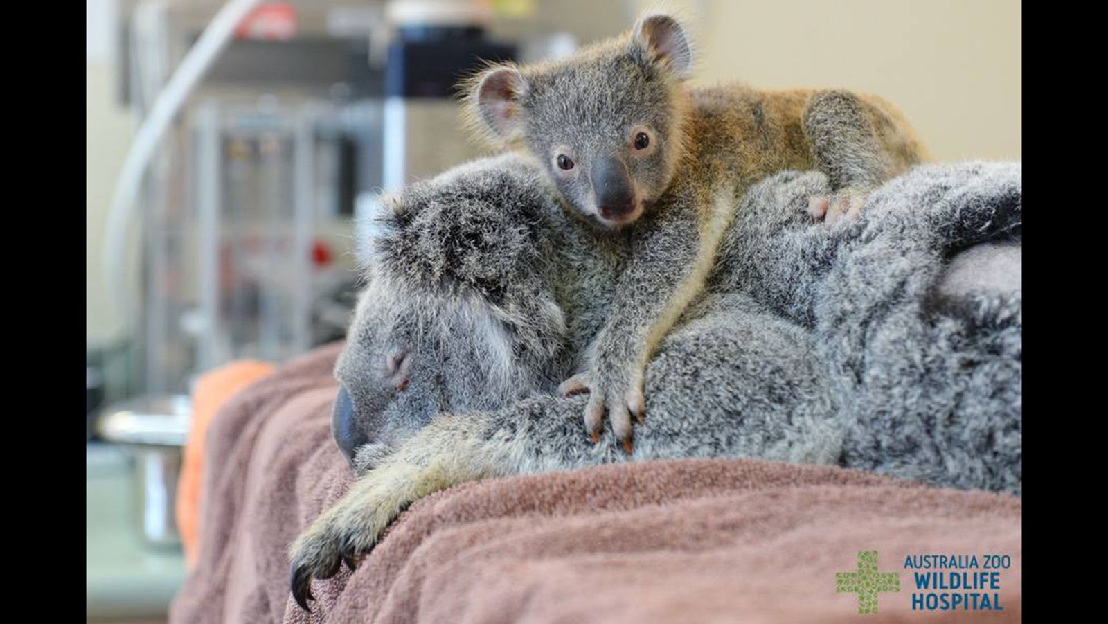 Baby koala won't leave mom during her surgery