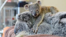 baby koala TEASE
