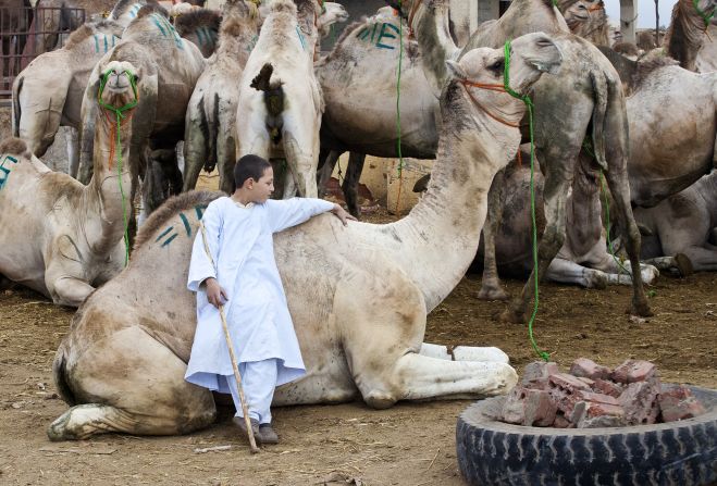 U.S. expat <a href="index.php?page=&url=http%3A%2F%2Fireport.cnn.com%2Fdocs%2FDOC-1247709">John Stavinoha</a> photographed a boy working at a camel market just outside of Cairo. 