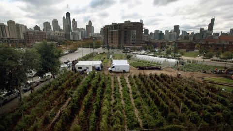 City Farm in Chicago
