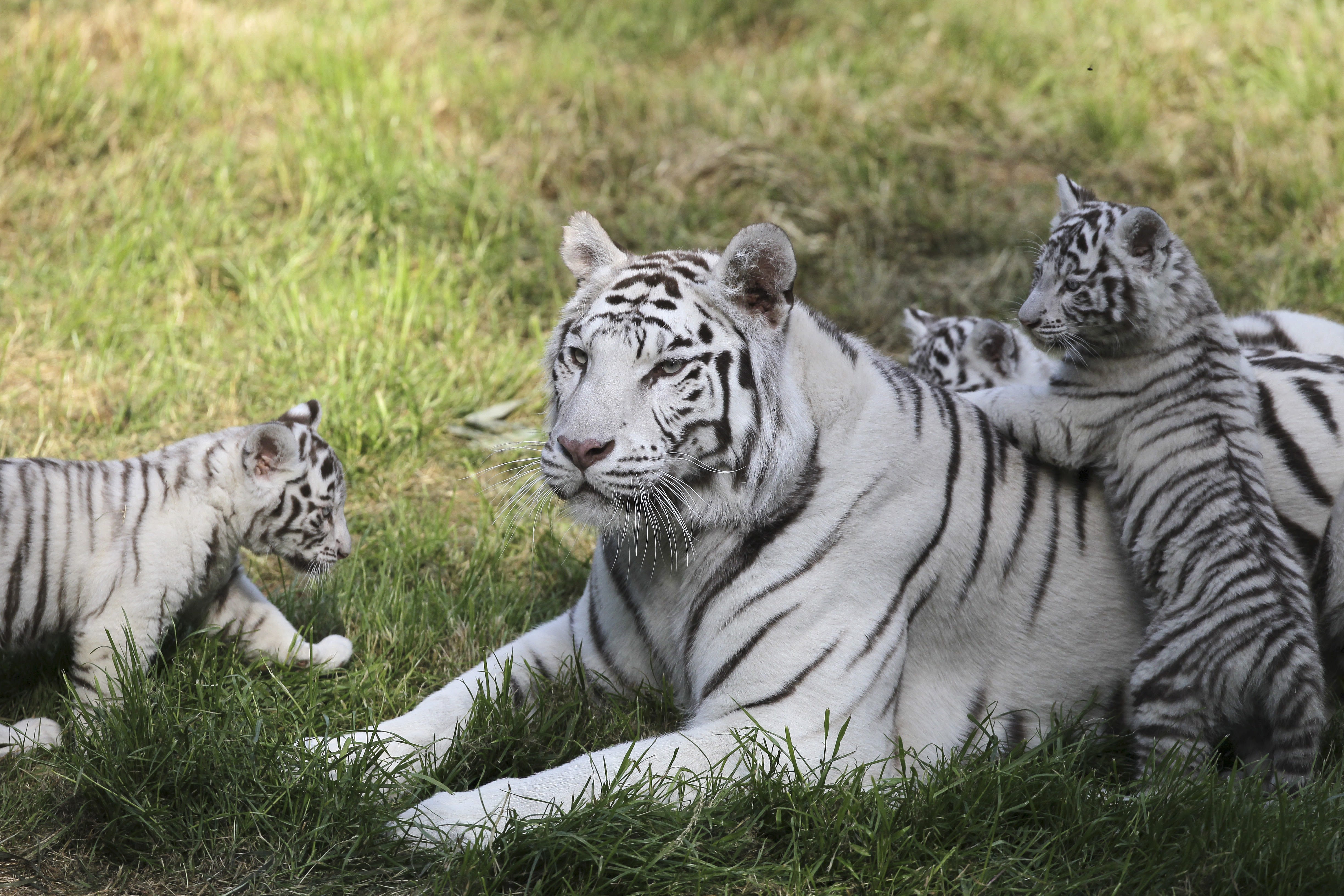 Watch: Sweet tiger cubs play at Columbus Zoo