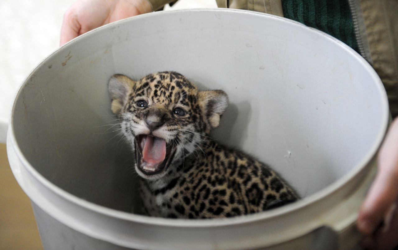 An adorable month-old jaguar cub looks out from a bucket at the Leningradskiy Zoopark in St. Petersburg, Russia, on April 15. 