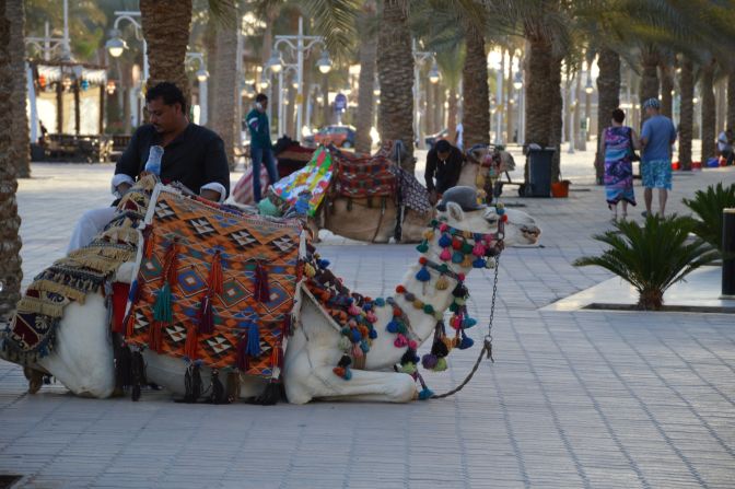<strong>The camels:</strong> They're pretty much everywhere, even taking a rest on the promenade. <a >Markku Rainer Peltonen</a> snapped this photo while on vacation in the beach resort town of Hurghada. 