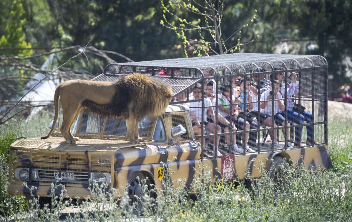 The safari park in Rancagua is a popular attraction and offers visitors a unique and extremely closeup experience with the wildlife. 