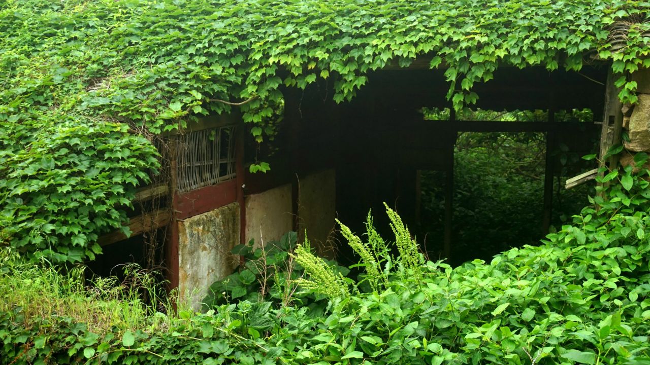 The neglected homes on Shengshan Island are now covered with the beautiful work of mother nature. 