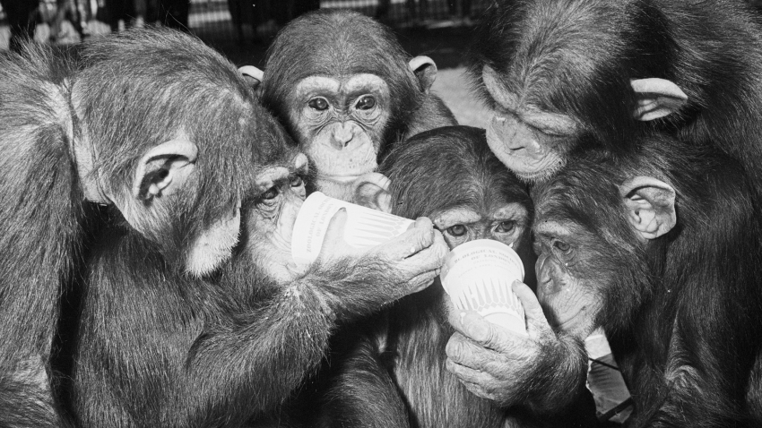 aman chimpazees drinking