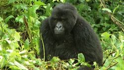 Fewer than 900 mountain gorillas are living in the wild today. Their biggest threats come from deforestation and growing population.