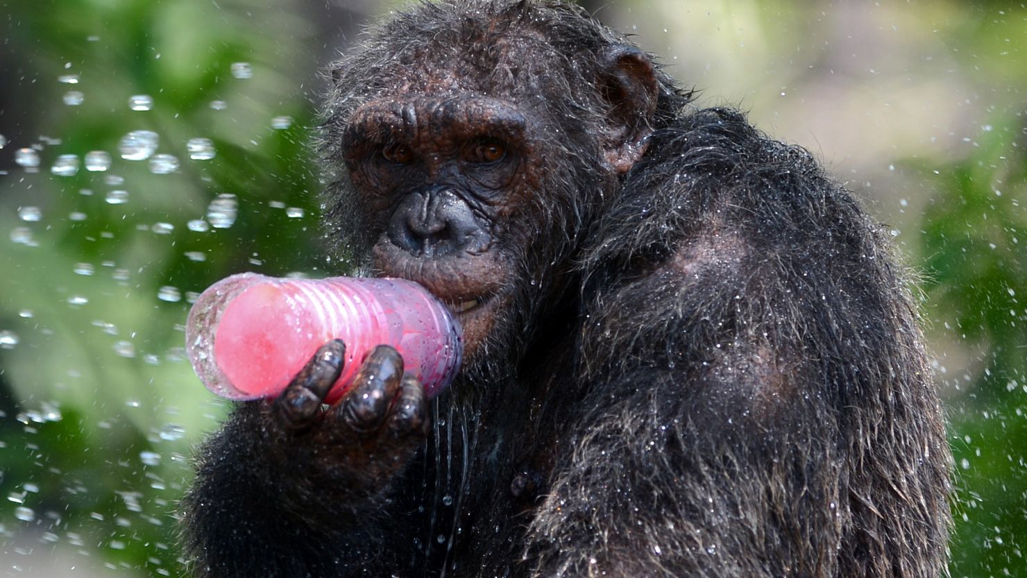 A chimpanzee licks a piece of ice during hot weather at Dusit Zoo in Bangkok on April 2, 2013.