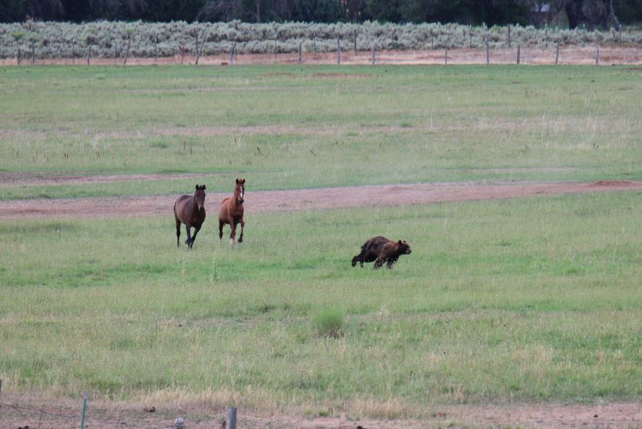 <a href="http://ireport.cnn.com/docs/DOC-833966">Cherie Morris</a> caught an unusual sight when she noticed two horses chasing after a black bear on the ranch outside her home. 
