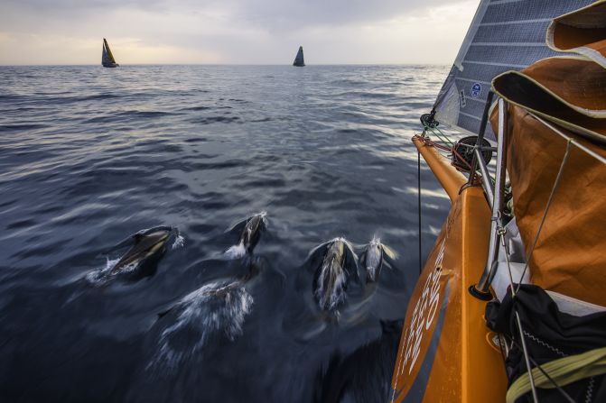 Dolphins may be a regular sight on the Volvo Ocean Race route but ADOR crew member Justin Slattery once spotted a cow floating in the Atlantic.