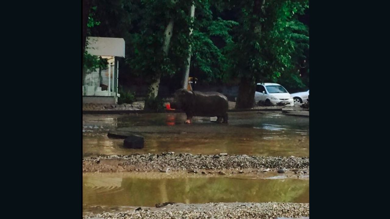 A hippopotamus escaped its enclosure after flooding in Tbilisi, Georgia.