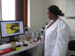 A scientist works at the Queen Breeding Lab at the African Reference Laboratory for Bee Health in Nairobi, Kenya.