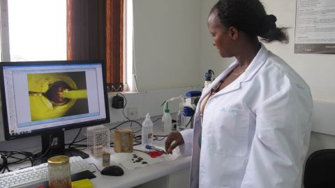 A scientist works at the Queen Breeding Lab at the African Reference Laboratory for Bee Health in Nairobi, Kenya.