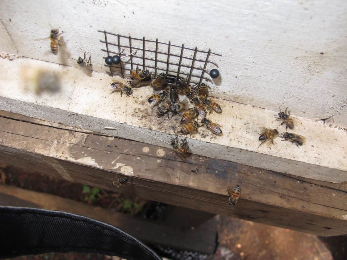 Bees are studied at the  African Reference Laboratory for Bee Health in Nairobi, Kenya.