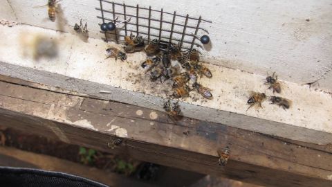 Bees are studied at the African Reference Laboratory for Bee Health in Nairobi, Kenya.