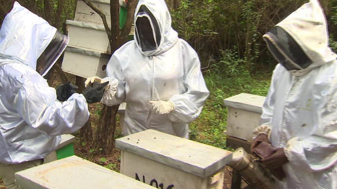 Scientists in Kenya are working to utilize the African bee and its aggression to the continent's advantage