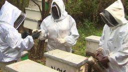 Scientists in Kenya are working to utilize the African bee and its aggression to the continent's advantage