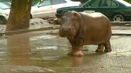 Flooding kills 12, sets zoo animals free in Tbilisi | CNN