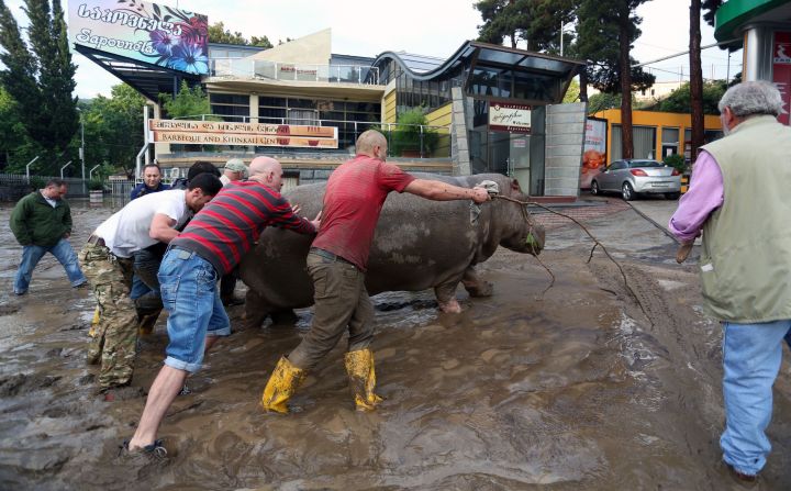 Local residents push a hippopotamus along the street. Some animals have been re-captured and others killed, according to the news agency, Civil.ge.